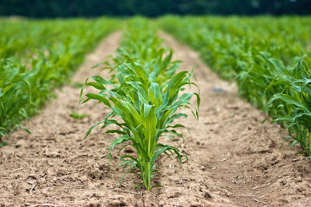 Syngenta compró una compañía de productos biológicos